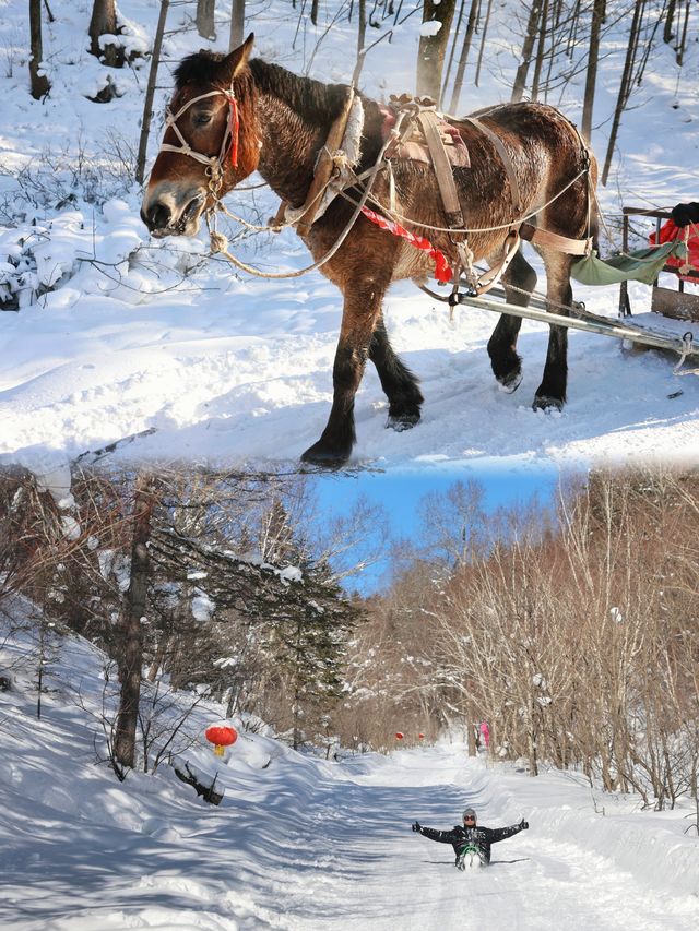 從雪谷穿越雪鄉，正確打開林海雪原的旅行方式