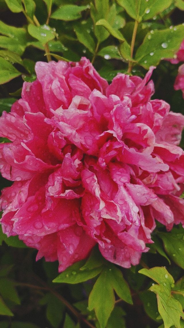 《雨中的嬌艷：廣州華南植物園的牡丹》