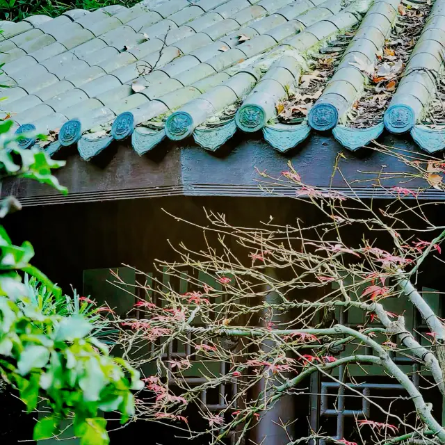 "Unexpected things you can find in Chengdu People's Park!"