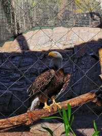 Explore the Phoenix Zoo: A Day of Adventure and Wildlife