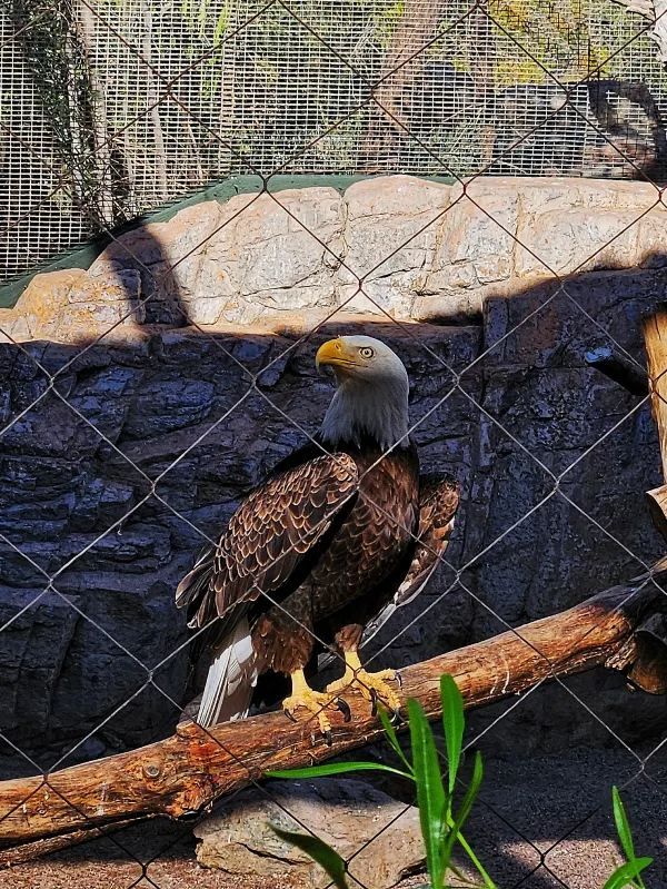 Explore the Phoenix Zoo: A Day of Adventure and Wildlife