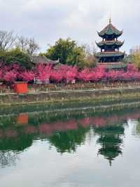 抓緊時間望江樓公園的杏梅美到心動