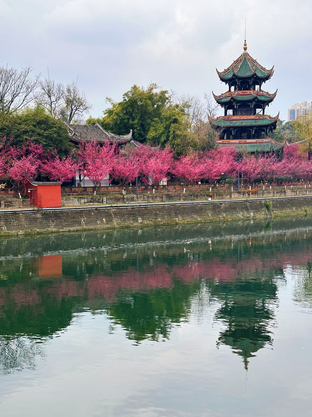 抓緊時間望江樓公園的杏梅美到心動