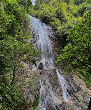 Dorrigo National Park, Coffs Harbour | A Poetic Natural Landscape Awaits You