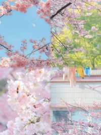 總結了近兩年武漢各個公園櫻花開放時間
