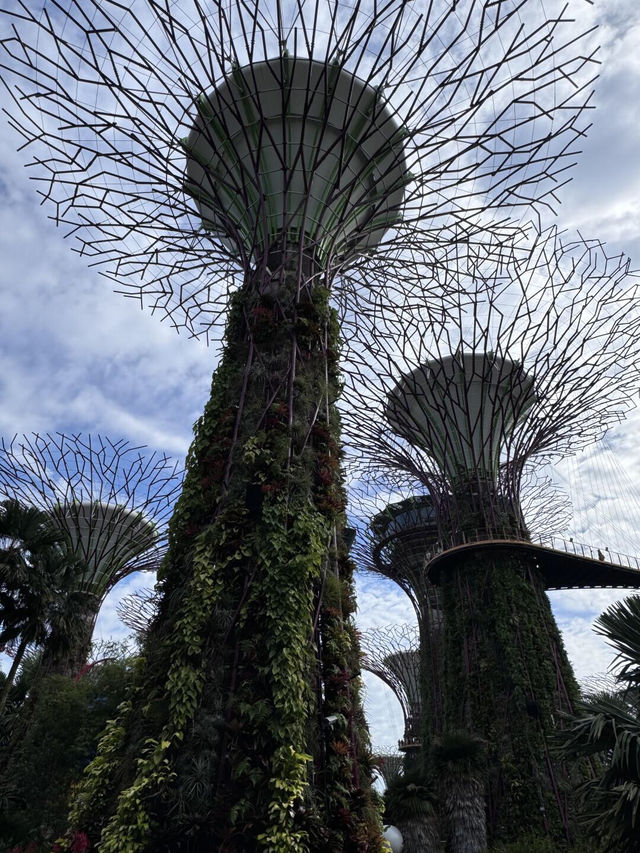 新加坡濱海灣花園 | 雲霧林🌫️ + 超級樹打卡攻略