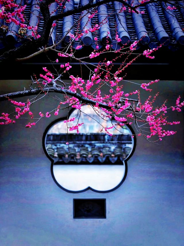 南京賞梅最全攻略來啦！