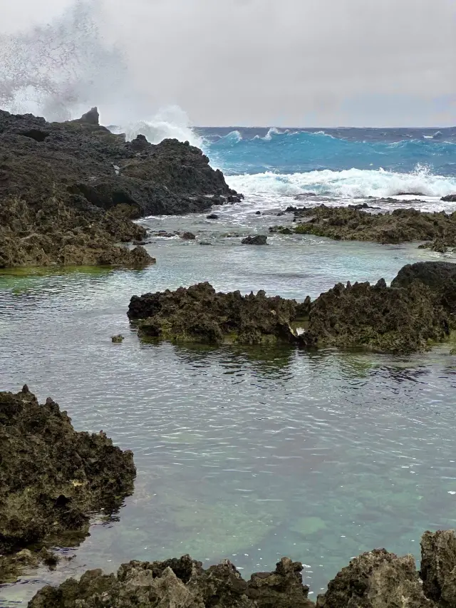 호주 10일 힐링 여행: 신비로운 숲 탐험
