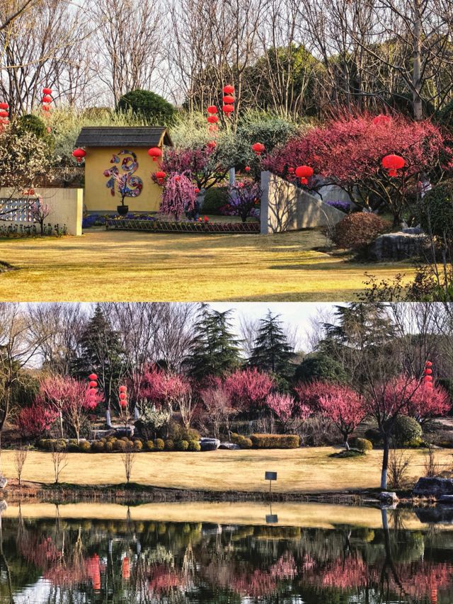莘莊梅園賞梅精華週來了。 莘莊梅園賞梅精華週來了。