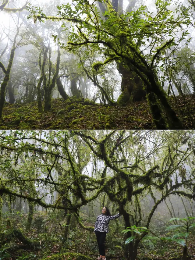 Jinshan Primeval Forest • Ailao Mountain's Emerald City & A Real-Life Eden