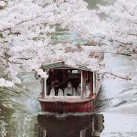 🌸在大阪清水寺，赴一場春日櫻花之約