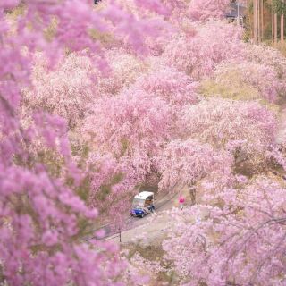 나라의 벚꽃이 피면 상상을 초월할 만큼 아름답습니다!