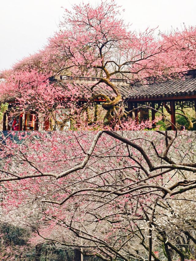 植物園賞梅全攻略，錯過等一年