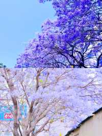 西昌，藍花楹盛放，你準備好享受浪漫了嗎