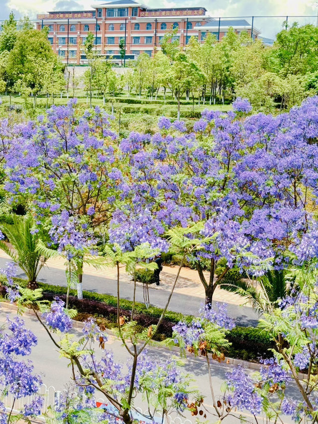 The Romantic Jacarandas Belonging to Anning