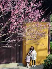 杭州徒步+探梅——遺世之梅，慧因高麗寺篇