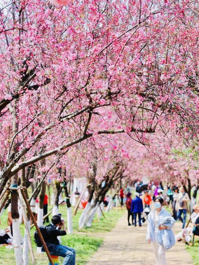 Crabapple blossoms at Yuantongshan Amazing 