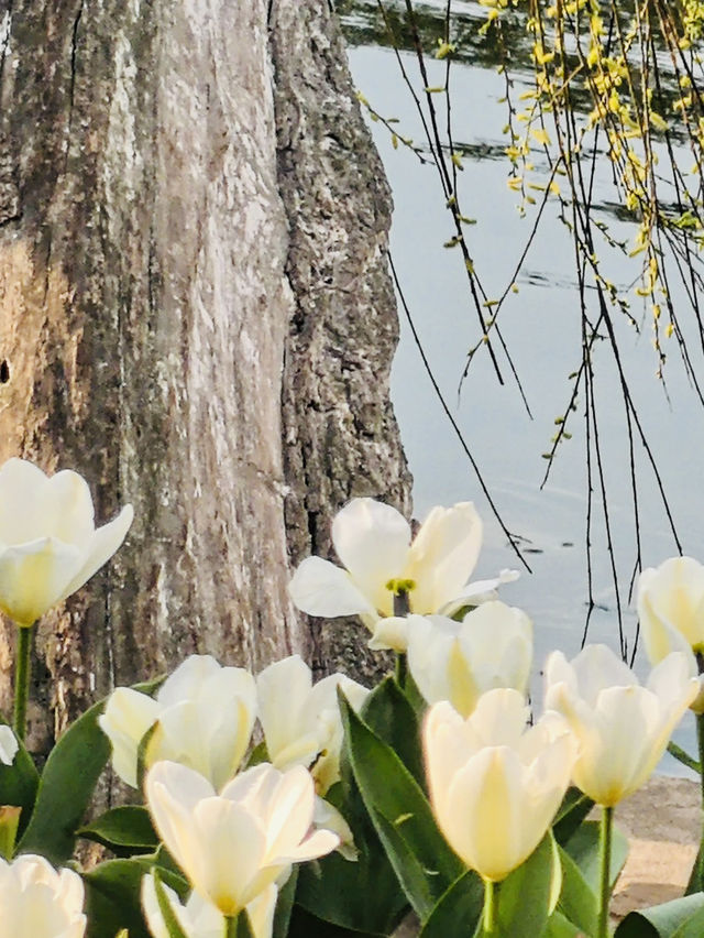 Cuihu Tulips Kunming 