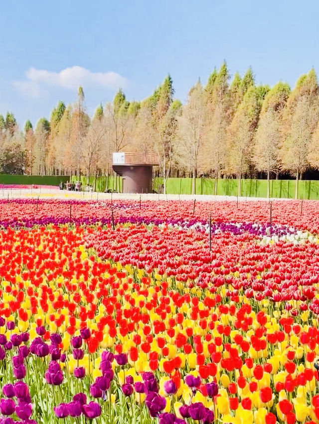 Kunming The tulips are blooming