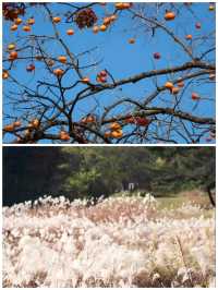 【寶藏小眾地】韓國清州，原來這麼好玩！