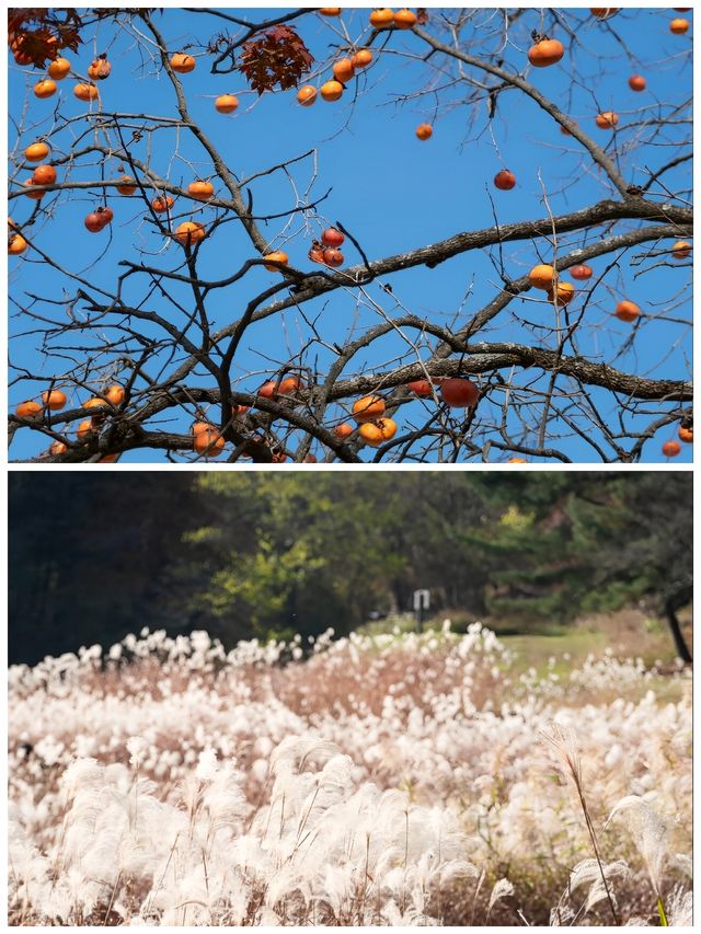 【寶藏小眾地】韓國清州，原來這麼好玩！
