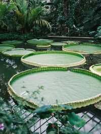 Kew Gardens Bloom Alert: Titan Arum and Monet's Water Lilies
