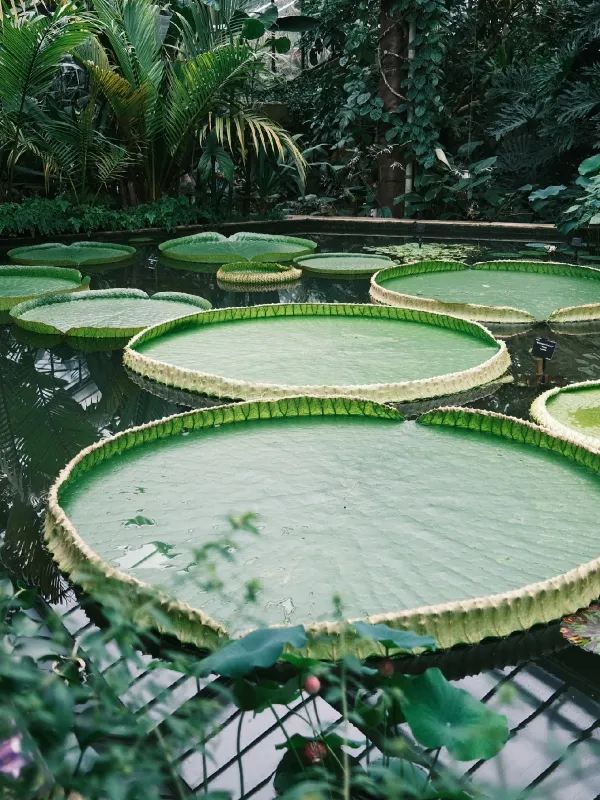 Kew Gardens Bloom Alert: Titan Arum and Monet's Water Lilies