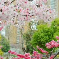 驚！武漢新增私藏櫻花拍攝點🌸