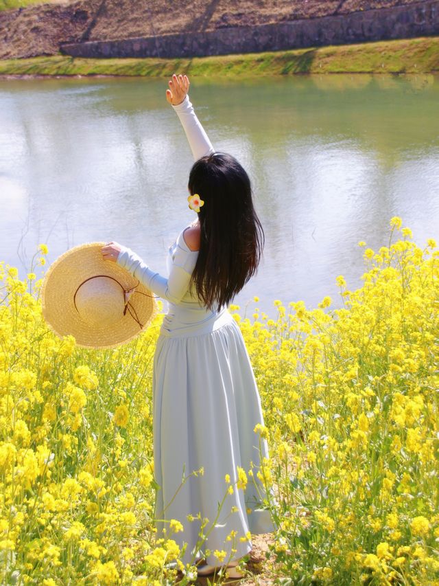 春日序曲油菜花開了