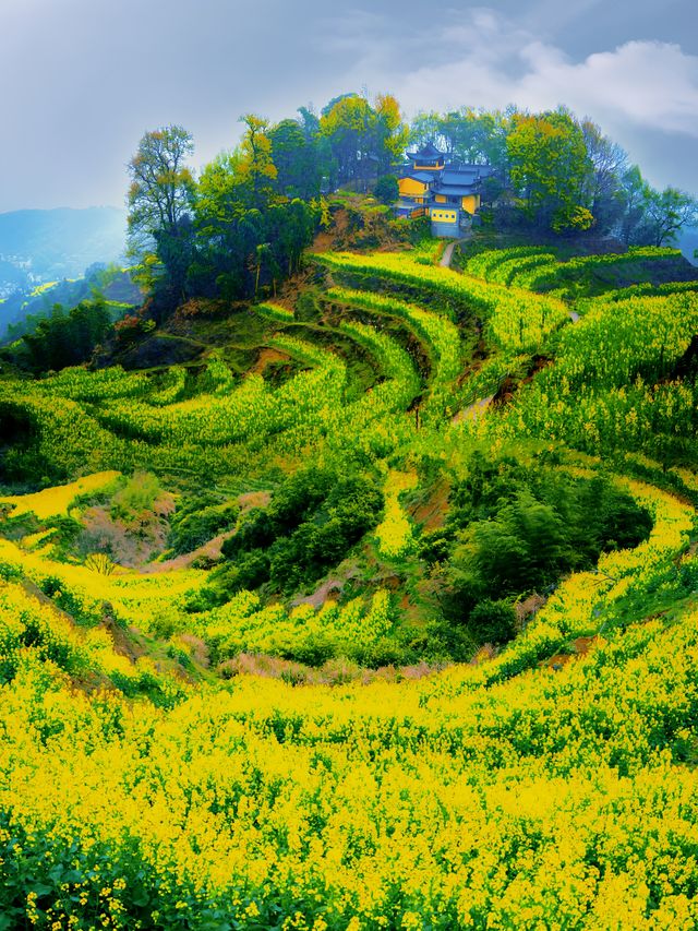 我在江西上春山終於找到最美的春天