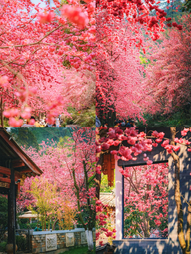 人生建議：春天一定要去一趟昆明！附賞花攻略
