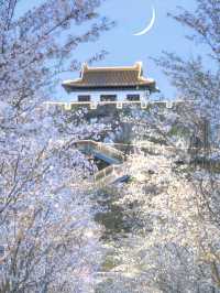 接下來的南京，是一萬次的春和景明