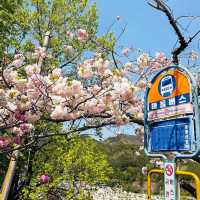 釜山賞櫻一日遊🌸 快複製這條路線