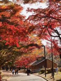 代々木公園での秋の完璧な日々を楽しむ