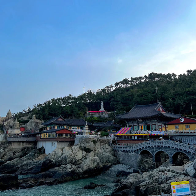 🇰🇷 釜山 | 赴一场樱花之约🌸🫧🌷💖