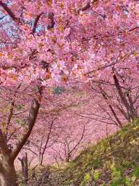奈良賞櫻全攻略：古都春日與鹿共舞的櫻花物語！
