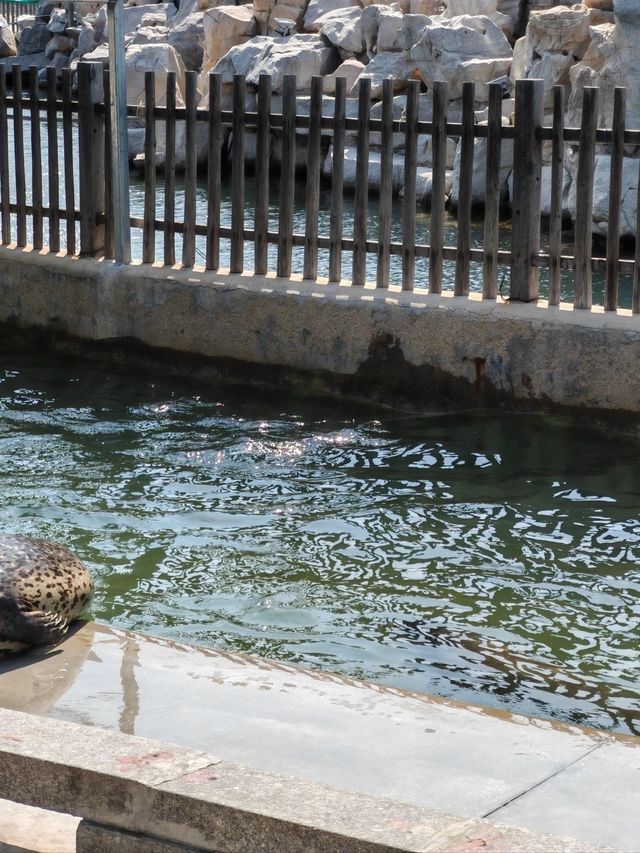 青島-威海-煙台遛娃攻略輕鬆帶娃玩轉三地