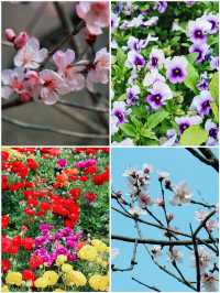 杭州 | 瑤山遺址公園賞桃花遊玩攻略