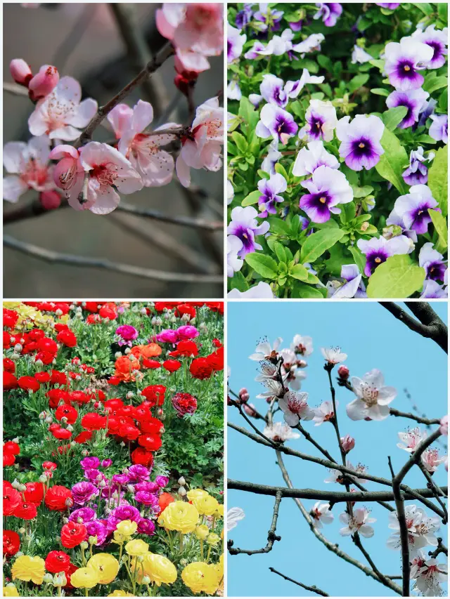 Hangzhou | Yaoshan Site Park Peach Blossom Viewing Guide