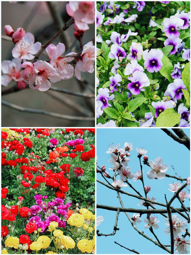 杭州 | 瑤山遺址公園賞桃花遊玩攻略