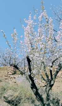 青島櫻花節賞花攻略：春日青島，粉白晚霞的童話世界。