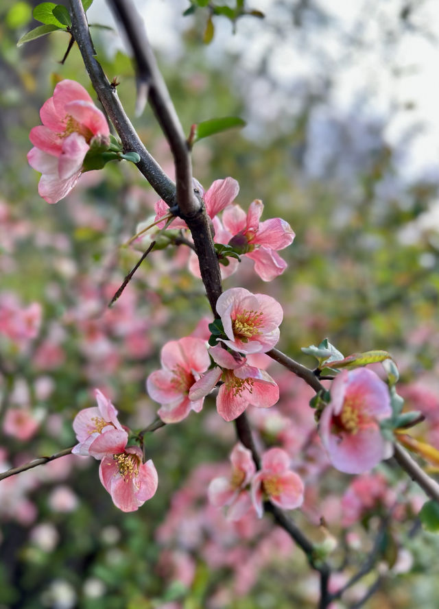 閘北公園更值得去拍春花的三大理由
