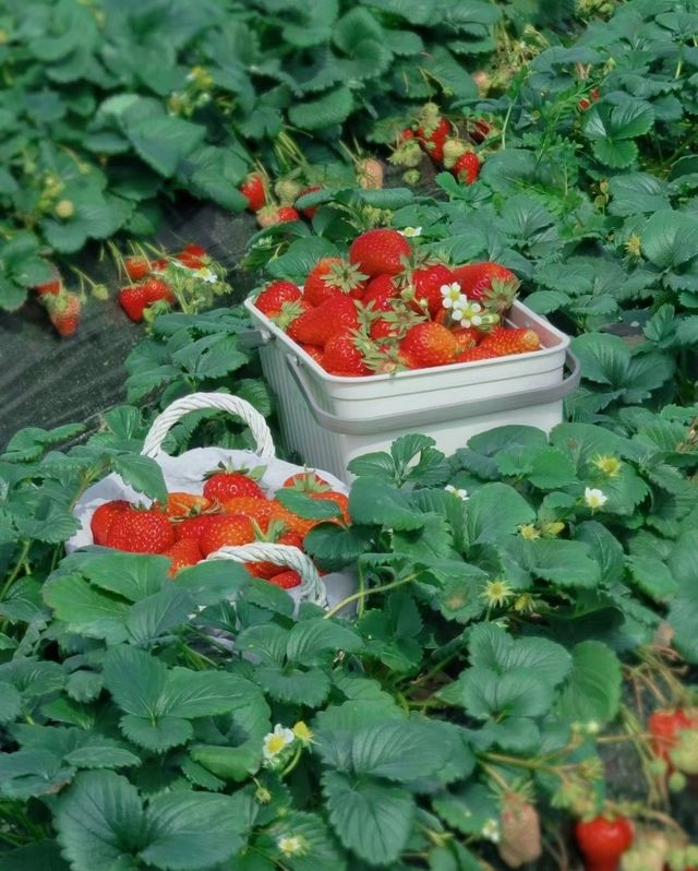 這裡的梅花開成花海