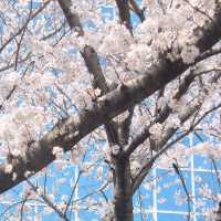 濟州島典農路🌸 限定浪漫來襲