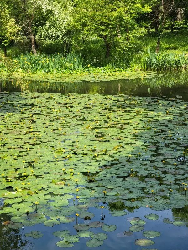 Explore the Wonders of Xixi Wetland in Hangzhou