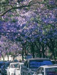 昆明限定浪漫｜住進紫色秘境裏的藍花楹攻略