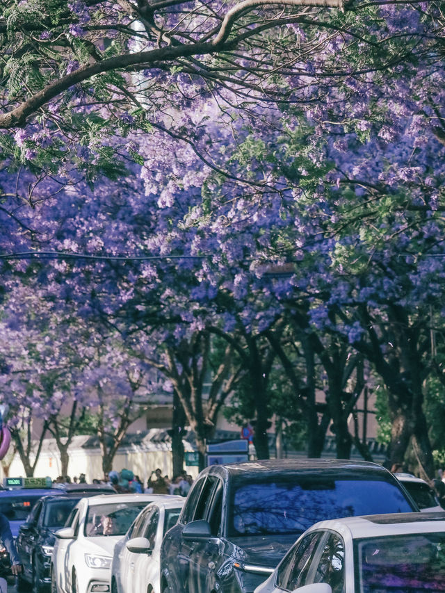 昆明限定浪漫｜住進紫色秘境裏的藍花楹攻略
