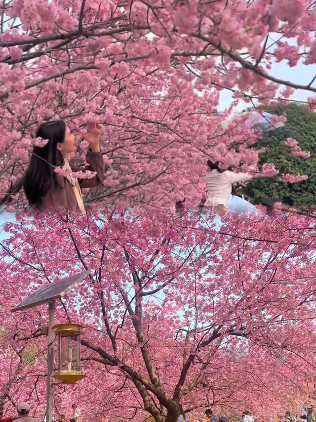 武漢賞櫻攻略請收好，超全賞櫻地圖快快收藏