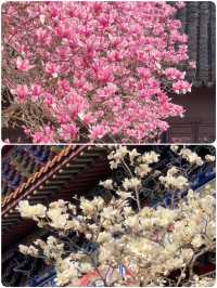 蘇州受罪已回，真不建議3月去！