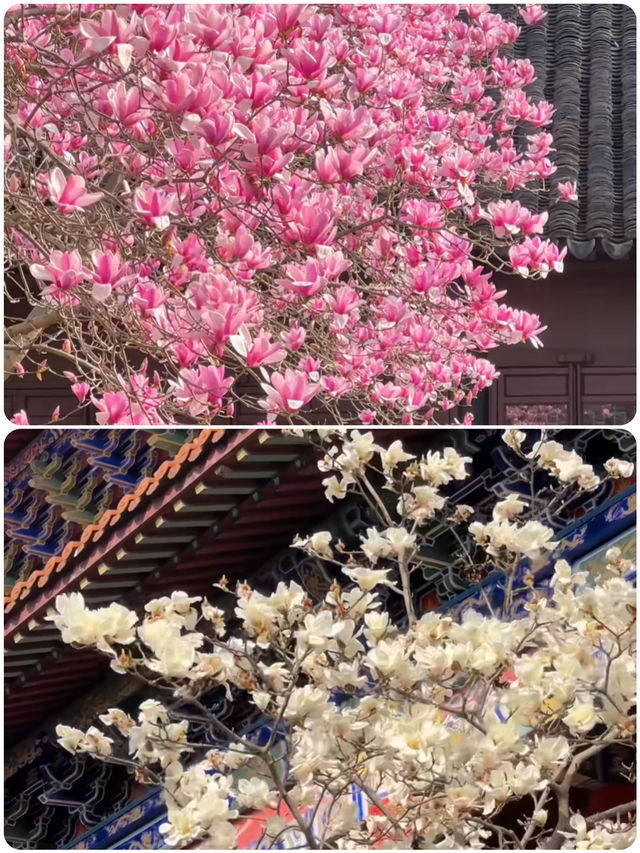 蘇州受罪已回，真不建議3月去！
